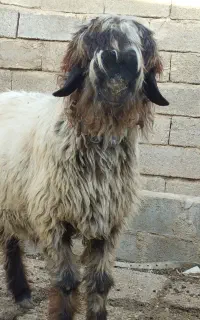 قوچ بختیاری