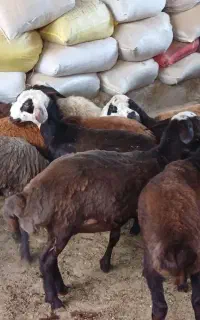 ۱۰ راس بره ماده افشاری