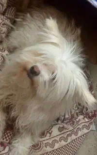 یک سگ خانگی بسیار باوفا و تمیز