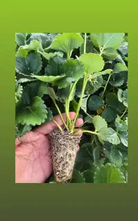 نهال توت فرنگی دهبکری 5 هزار تا