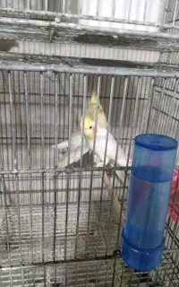 تعدادی پرنده خورموج