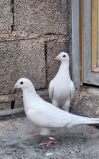 کبوتر