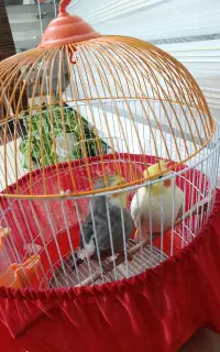 طوطی عروس