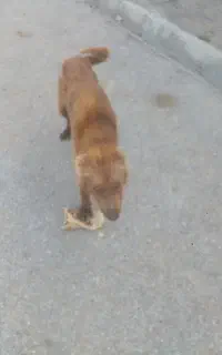 یک عدد سگ لافی