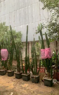کاکتوس،گل