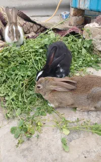 بچه خرگوش