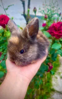 خرگوش‌های لوپ خاص و زیبا دونه ۶۵۰