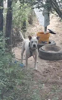 سگ نگهبان