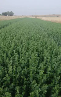 فروش ۳ تن یونجه خرمنکوب شهر تشان
