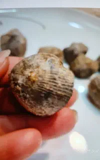 فسیل صدف