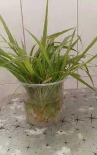 گل/قلمه