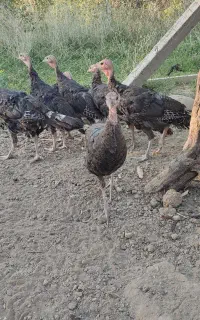 بوقلمون تعداد ۶ عدد