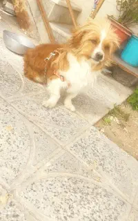سگ پاپی