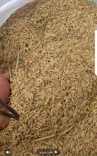 شالی خریدار نقدی شالی ندا ، شیرودی ، فجر