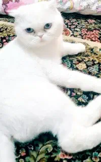 گمشده
