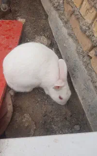 معاوضه خرگوش ba مرغ