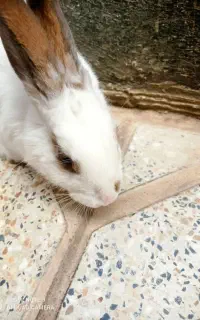 خرگوش اهلی خانگی آرام و باهوش جای دستشوییش رو بلده