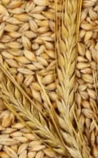 جو محلی
