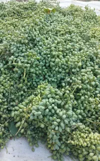 آبغوره