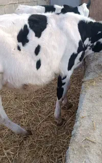 گوساله  ماده   پنج ماه