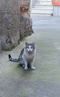 گربه گمشده