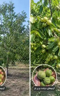 اگه گردوهات ریز می‌مونن یا مغز خوبی نمی‌دن