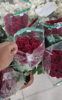 جشنواره رز هلندی