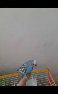 گمشده یک عدد مرغ عشق نر