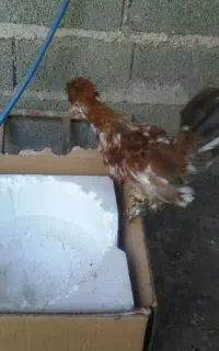 تعداد12 عدد جوجه سه ماهه