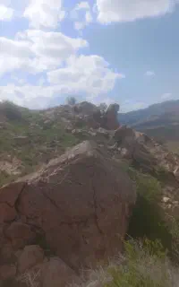 کاسنی