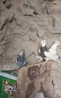 کفتر طوقی معاوضه با سبز پولک