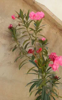 فروش تعدادی گل