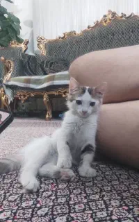 واگذاری ی تیکه جواهر