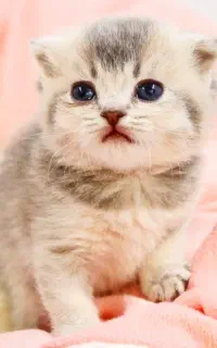 پت شاپ کیتی کتز/گربه اسکاتیش بریتیش پرشین هیمالین