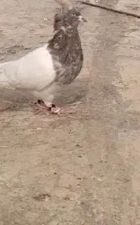 کفتر
