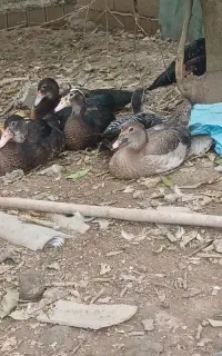 فروش اردک خارجی ۵ ماه