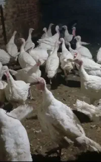 بوقلمون