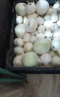 تربار.سیر.پیاز.کلم.