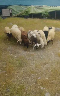 گوسفند بره