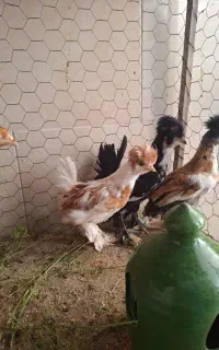 جوجه