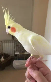 گمشده ،عروس هلندی