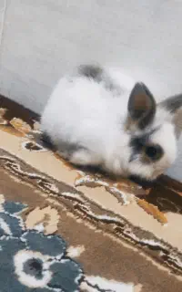 خرگوش لوپ