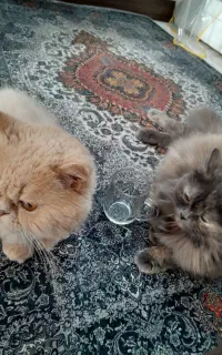 گربه پرشین نر و فروش ماده هر دو با هم تکی نیست