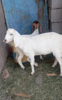 دوعدد کره پاکستانی نرو ماده