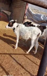 نیازمند به چوپان