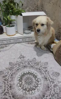 یک سگ پامر خوشگل