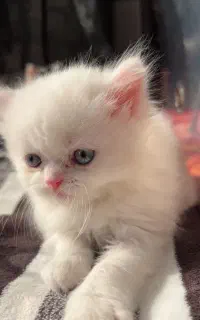 گربه ی پرشین پسر