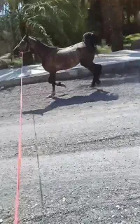 اسب نریان