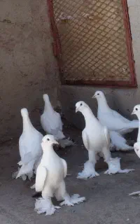 تعدادی کبوتر الوان و آغ