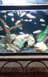 تعدادی ماهی گوشتخوار